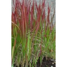 Imperata cylindrica 'Red Baron' - imperáta valcovitá 'Red Baron'