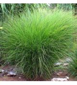 Miscanthus sinensis 'Gracillimus' - ozdobnica čínska 'Gracillimus'