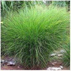 Miscanthus sinensis 'Gracillimus' - ozdobnica čínska 'Gracillimus'