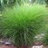 Miscanthus sinensis 'Gracillimus' - ozdobnica čínska 'Gracillimus'