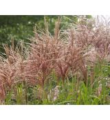 Miscanthus sinensis 'Grosse Fontane' - ozdobnica čínska 'Grosse Fontane'