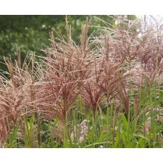 Miscanthus sinensis 'Grosse Fontane' - ozdobnica čínska 'Grosse Fontane'