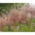 Miscanthus sinensis 'Grosse Fontane' - ozdobnica čínska 'Grosse Fontane'