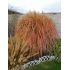 Miscanthus sinensis 'Grosse Fontane' - ozdobnica čínska 'Grosse Fontane'