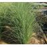 Miscanthus sinensis 'Gracillimus' - ozdobnica čínska 'Gracillimus'