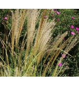 Miscanthus sinensis 'Kleine Fontaine' - ozdobnica čínska 'Kleine Fontaine'