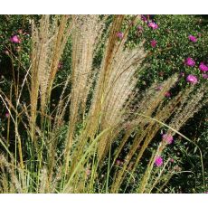 Miscanthus sinensis 'Kleine Fontaine' - ozdobnica čínska 'Kleine Fontaine'