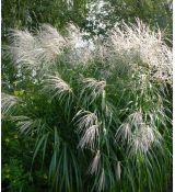 Miscanthus sinensis 'Silberfeder' - ozdobnica čínska 'Silberfeder'