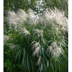 Miscanthus sinensis 'Silberfeder' - ozdobnica čínska 'Silberfeder'