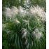 Miscanthus sinensis 'Silberfeder' - ozdobnica čínska 'Silberfeder'