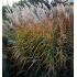 Miscanthus sinensis 'Silberfeder' - ozdobnica čínska 'Silberfeder'