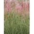 Miscanthus sinensis 'Morning Light' - ozdobnica čínska 'Morning Light'
