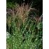 Miscanthus sinensis 'Strictus' - ozdobnica čínska 'Strictus'