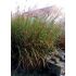 Miscanthus sinensis 'Strictus' - ozdobnica čínska 'Strictus'