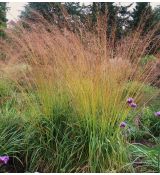 Molinia arundinacea 'Cordoba' - bezkolenec rákosovitý 'Cordoba'