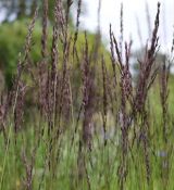 Molinia caerulea 'Edith Dudszus' - bezkolenec belasý 'Edith Dudszus'