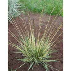 Molinia caerulea 'Variegata' - bezkolenec belasý 'Variegata'