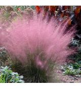 Muhlenbergia capillaris