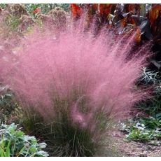 Muhlenbergia capillaris