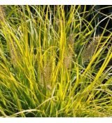 Pennisetum alopecuroides 'Hameln Gold' - perovec psiarkovitý 'Hameln Gold'