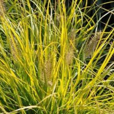 Pennisetum alopecuroides 'Hameln Gold' - perovec psiarkovitý 'Hameln Gold'