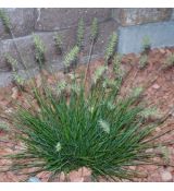 Pennisetum alopecuroides 'Little Bunny' - perovec psiarkovitý 'Little Bunny'