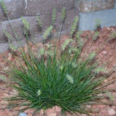 Pennisetum alopecuroides 'Little Bunny' - perovec psiarkovitý 'Little Bunny'