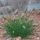 Pennisetum alopecuroides 'Little Bunny' - perovec psiarkovitý 'Little Bunny'