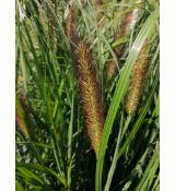 Pennisetum alopecuroides 'Red Head' - perovec psiarkovitý 'Red Head'
