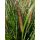 Pennisetum alopecuroides 'Red Head' - perovec psiarkovitý 'Red Head'