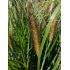 Pennisetum alopecuroides 'Red Head' - perovec psiarkovitý 'Red Head'