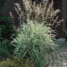 Phalaris arundinacea 'Picta' - chrastica trsťovitá 'Picta'