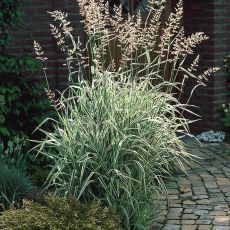 Phalaris arundinacea 'Picta' - chrastica trsťovitá 'Picta'