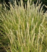 Sesleria autumnalis - ostrevka