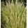 Sesleria autumnalis - ostrevka