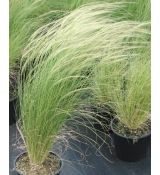 Stipa tenuissima 'Pony Tails' - kavyľ  'Pony Tails'