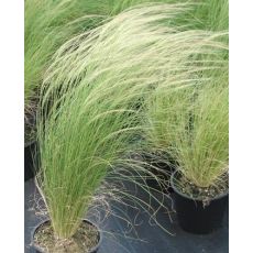Stipa tenuissima 'Pony Tails' - kavyľ  'Pony Tails'