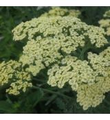 Achillea filipendulina 'Hymne' - rebríček túžobníkový 'Hymne'