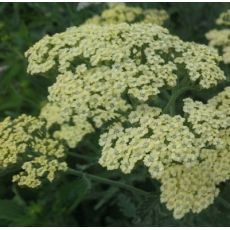 Achillea filipendulina 'Hymne' - rebríček túžobníkový 'Hymne'
