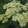 Achillea filipendulina 'Hymne' - rebríček túžobníkový 'Hymne'
