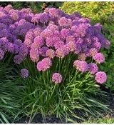 Allium senescens 'Milenium' - cesnak sivkastý 'Millenium'