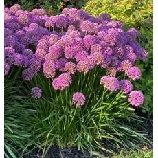 Allium senescens 'Milenium' - cesnak sivkastý 'Millenium'