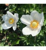 Anemone sylvestris 'Snow White' - veternica hájna 'Snow White'