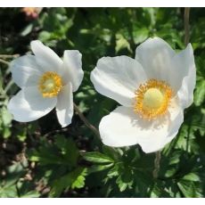 Anemone sylvestris 'Snow White' - veternica hájna 'Snow White'