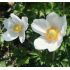 Anemone sylvestris 'Snow White' - veternica hájna 'Snow White'