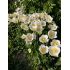 Anemone sylvestris 'Snow White' - veternica hájna 'Snow White'