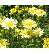 Anthemis tinctoria 'E.C. Buxton' - ruman farbiarsky 'E.C. Buxton'
