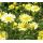 Anthemis tinctoria 'E.C. Buxton' - ruman farbiarsky 'E.C. Buxton'