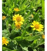 Arnica chamissonis  - arnika americká