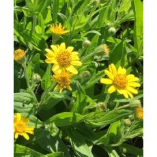 Arnica chamissonis  - arnika americká